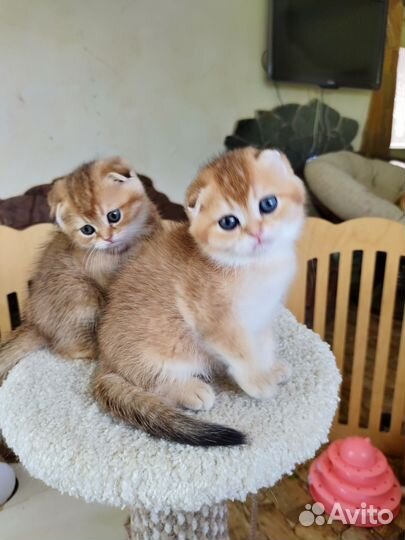 Котик золотистый