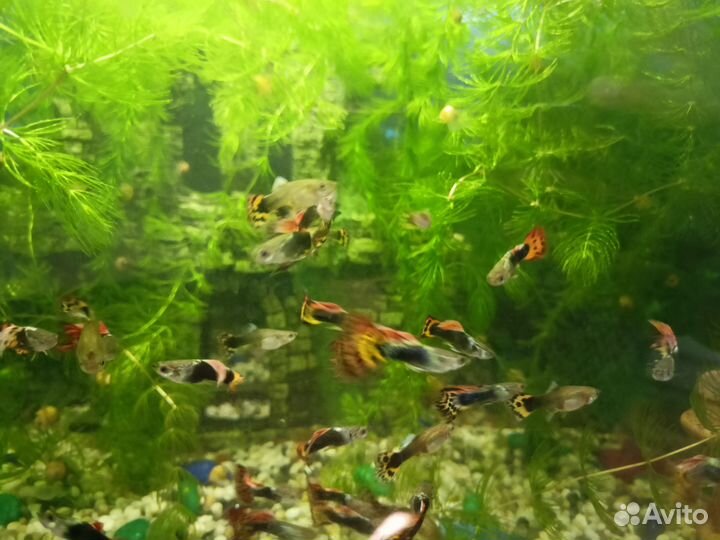 Рыбки гуппи в аквариум