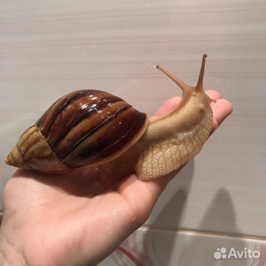 Улитки в добрые руки бесплатно