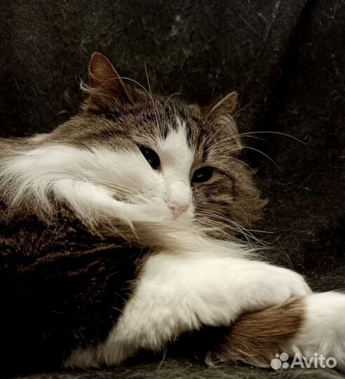 Отдам кота