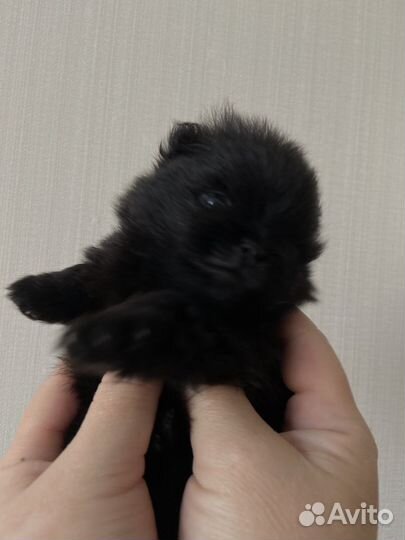 Шпиц померанский