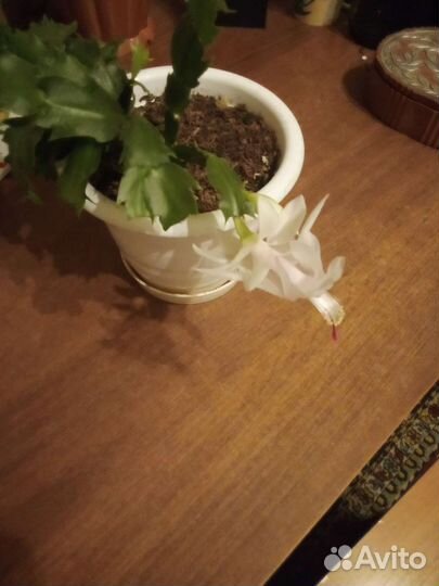 Декабрист белый