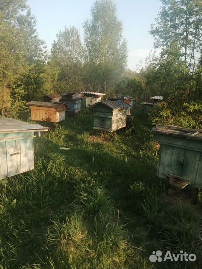 Улей с пчелами