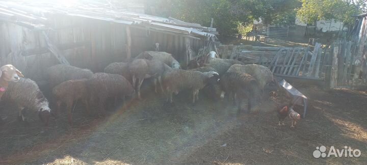 Овцы бараны ягнята оптом