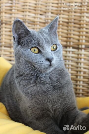 Кошечка Лилу в добрые руки