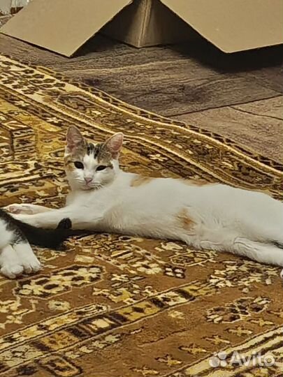 Кошка в дар