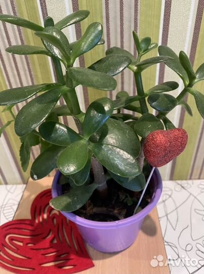 Суккуленты. Дерево любви, Денежное дерево крассула