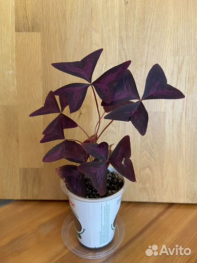 Кислица оксалис фиолетовая