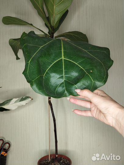 Фикус лирата штамб