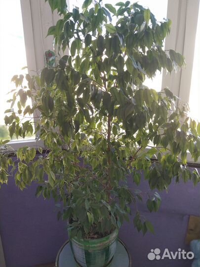 Комнатные растения цветы большие