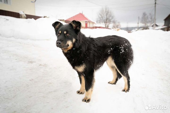 Собака в добрые руки