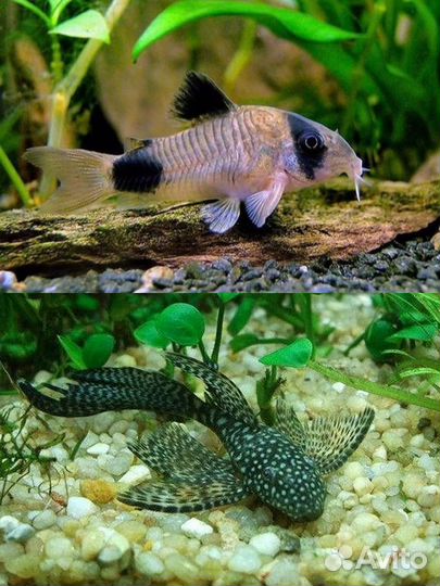 Сомики Корики - Анцики