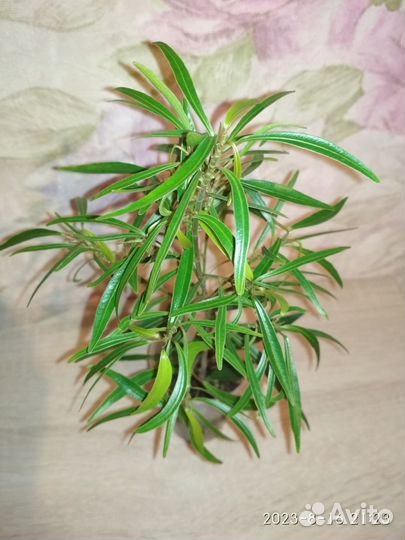 Фикус нериифолия, фикус грин исланд