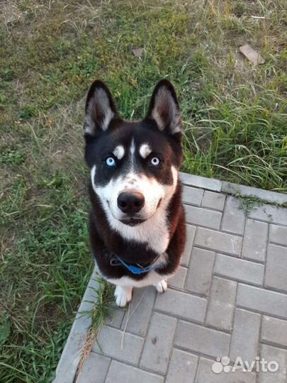 Сибирский хаски жених