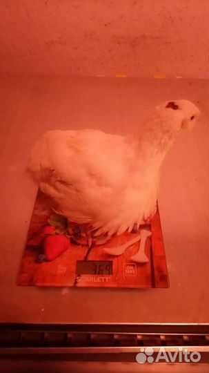 Яйцо перепелиные инкубационное