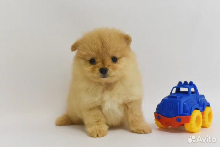 Продаются щенки шпица, малого и померанского