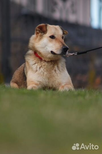 Собака в добрые руки