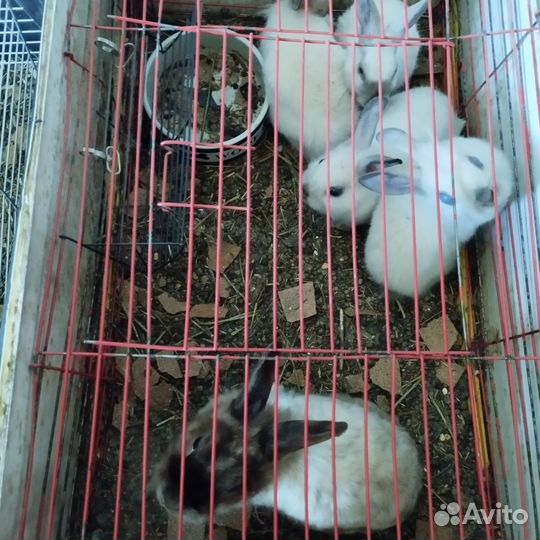 Декоративные карликовые кролики