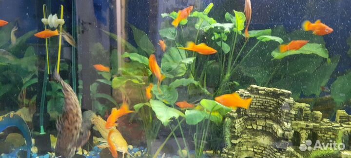 Рыбки меченосцы