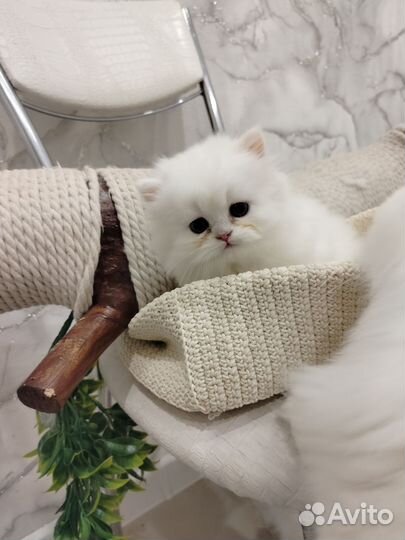 Персидские котята