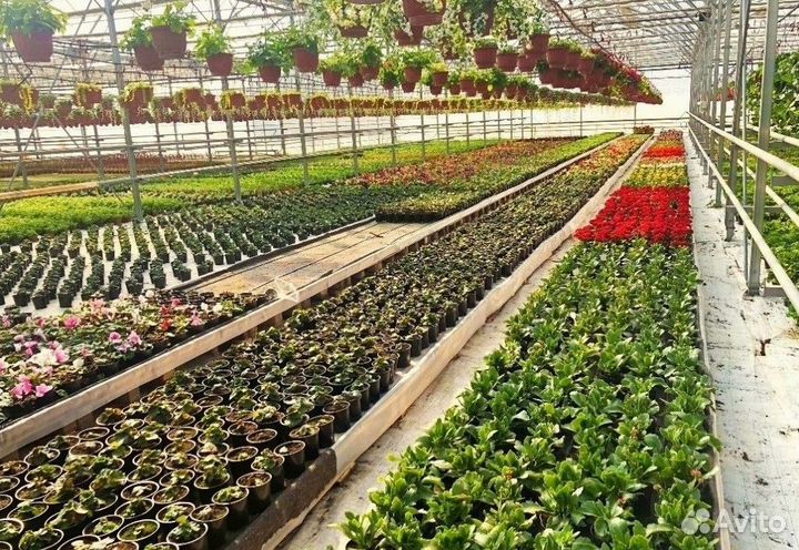 Теплица из поликарбоната