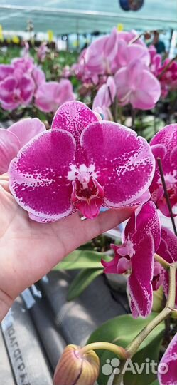 Шикарная,крупноцветковая орхидея