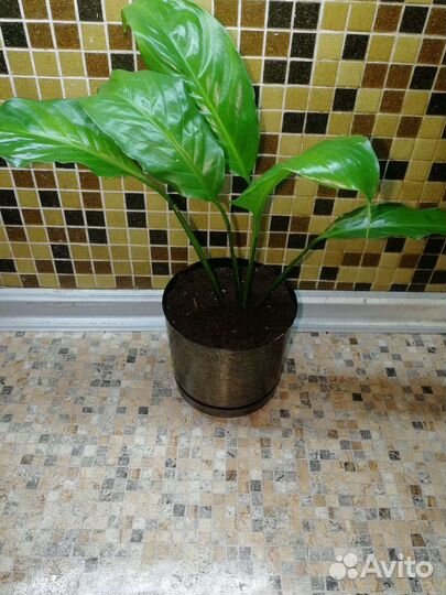 Спатифиллум молодой(женское счастье)