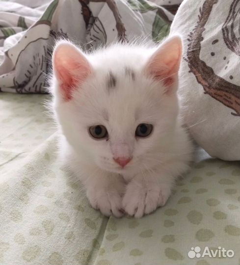 Котёнок белый