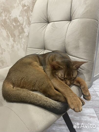 Абиссинский кот вязка