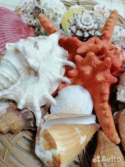 Морские ракушки раковины