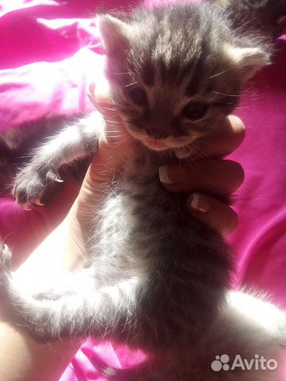 Котята помесь