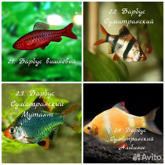 Аквариумные рыбки и растения. Опт/Розница