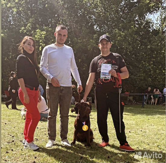 Кинолог (дрессировка собак)