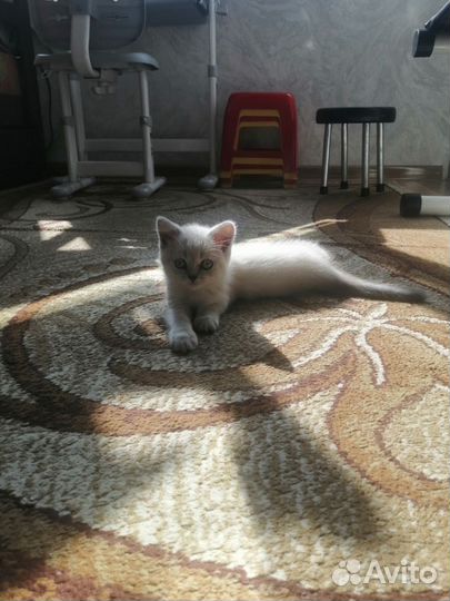 Шотландский кот вязка