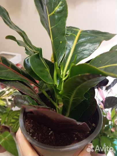 Кодиеум кротон