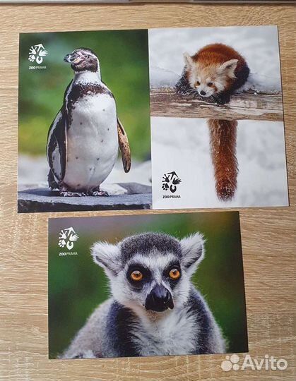 Открытки животные