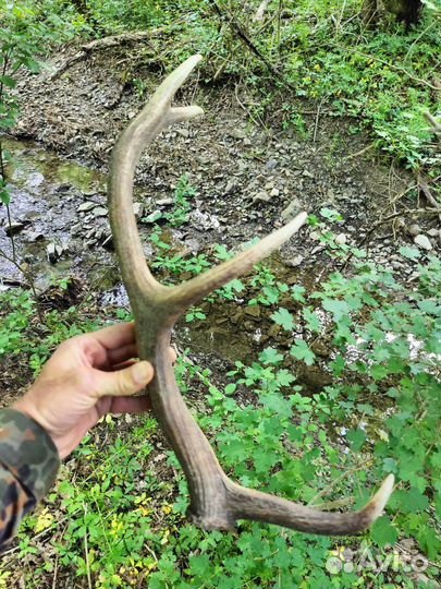 Рога оленя