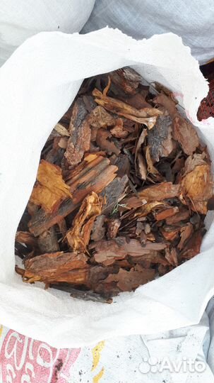 Кора сосна сосновая