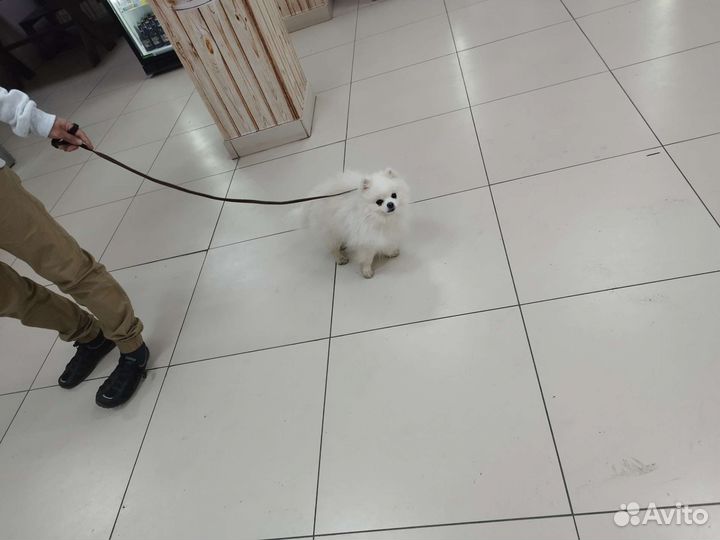 Белый шпиц для вязки