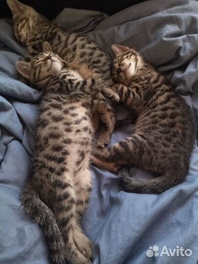 Бенгальские котята