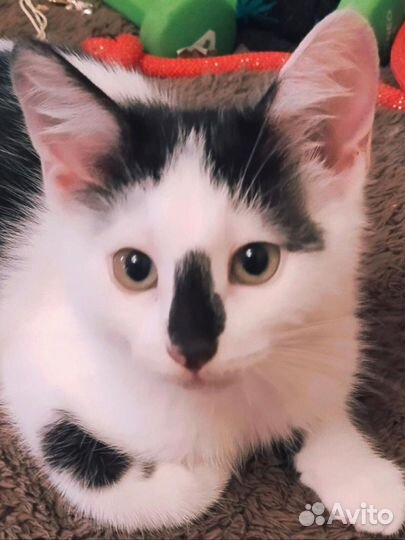 Котенок в добрые руки