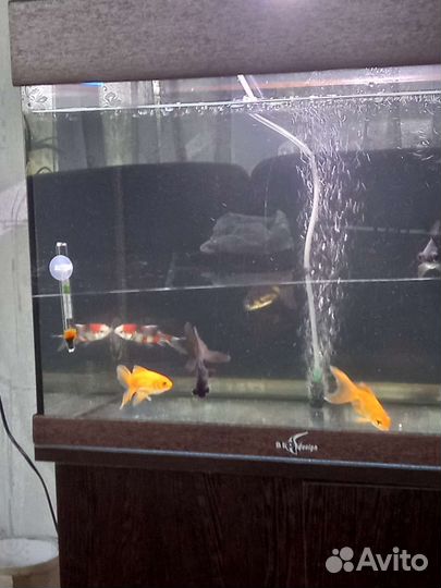 Аквариум 60л фильтр, золотые рыбки
