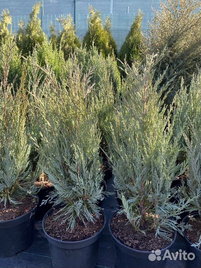 Можжевельник Мунглоу