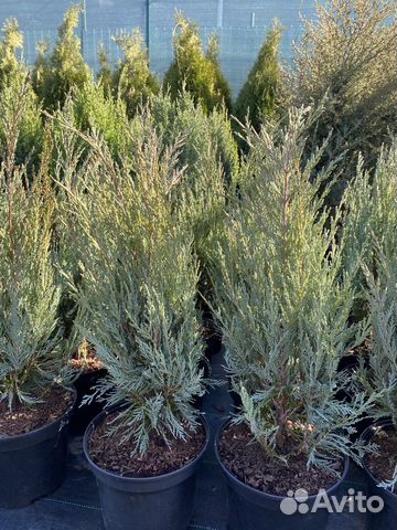 Можжевельник Мунглоу