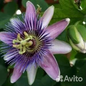 Пассифлора северная укорененные черенки