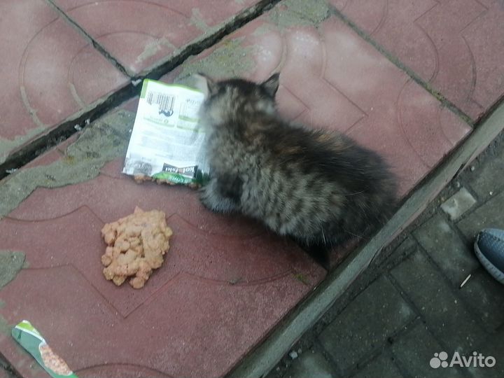 Котик хорошенький