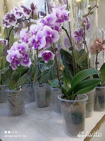 Орхидея фаленопсис