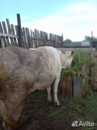 Первотелка