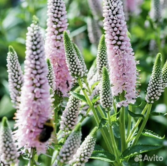 Вероника First Choice