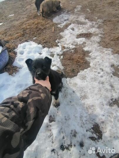 Щенки в добрые руки